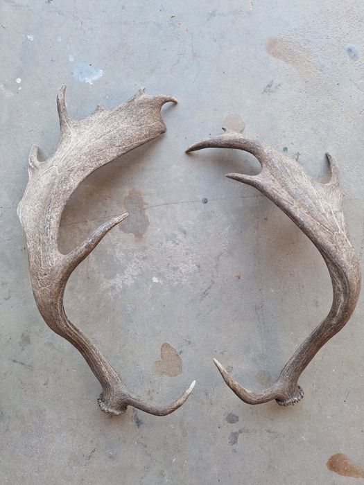 Hastes Chifres de Veado Gamo 56cm