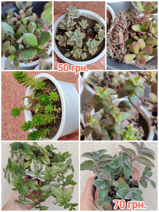 Сукуленти. Красула. Хавортія. Каланхое