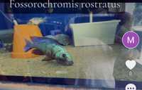 Fossorochromis rostratus 1+4 20cm pyszczaki malawi