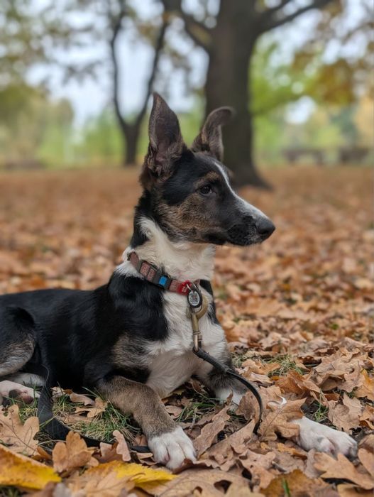 Сьюзі, мікс хаскі та вівчарки, 6 міс.
