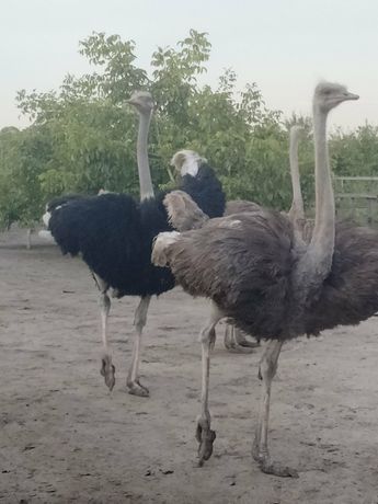 Продам сім'ю страусів