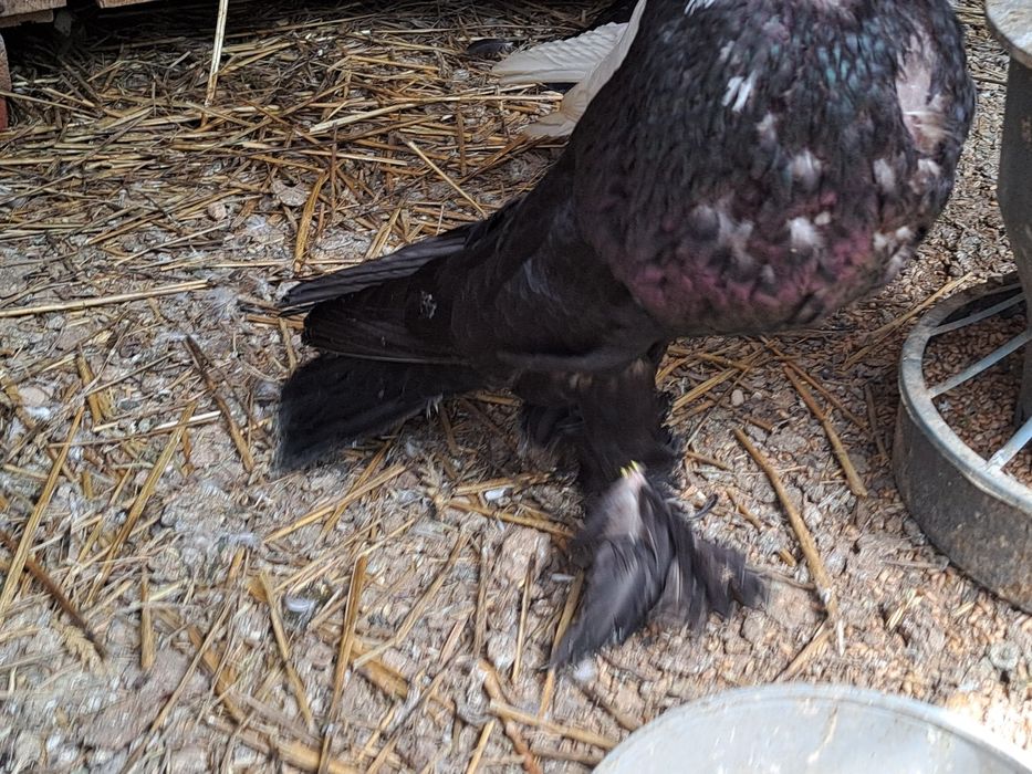 Garlacze pomorskie garlacz pomorski para tigry czarne