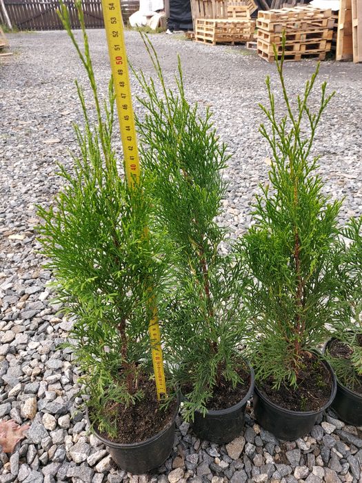 Tuja Thuja Tuje Szmaragd