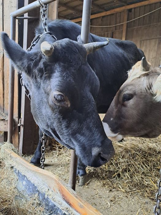 Jałówka cielna mleczna