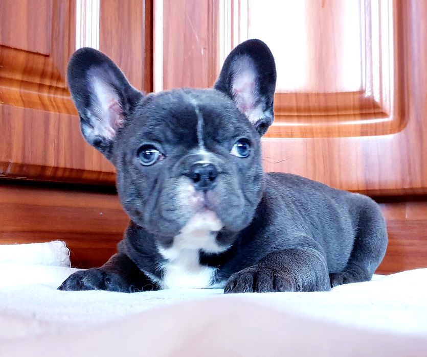 Super sunia francuski buldog