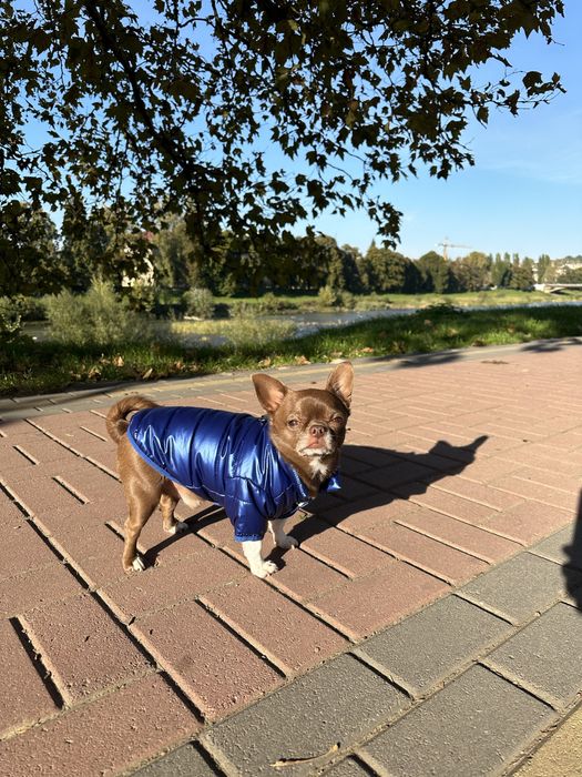 Одяг для собак, комбінезон для собаки