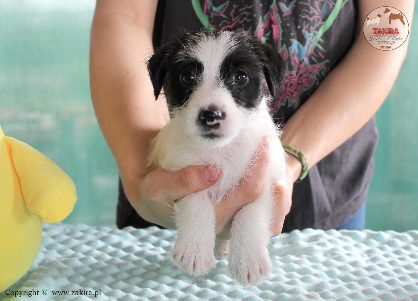 Szczenie Jack Russell Terrier po Championach, FCI ZKwP, ZIMA 2025
