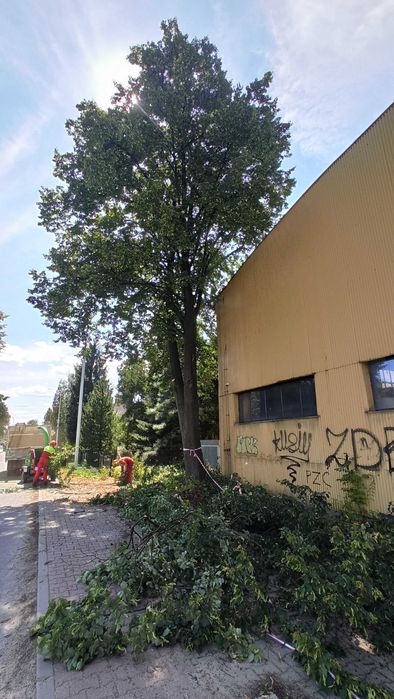 Wycinka i pielęgnacja drzew, inwentaryzacja przyrodnicza