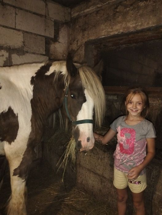 Wałach tinker 5 letni