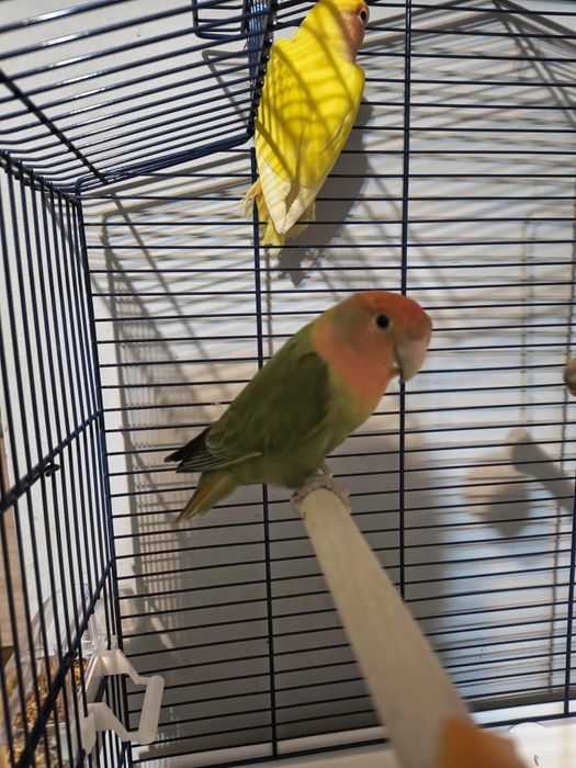 Papugi nierozłączki czerwonoczelne