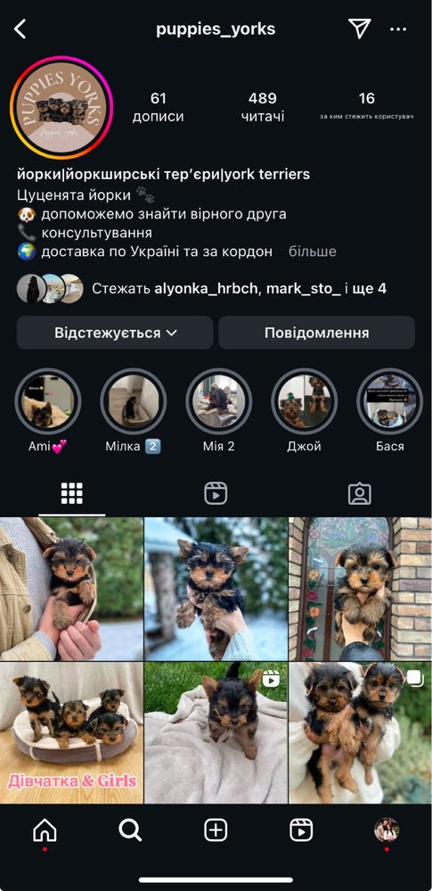 Кукольна дівчинка йорк