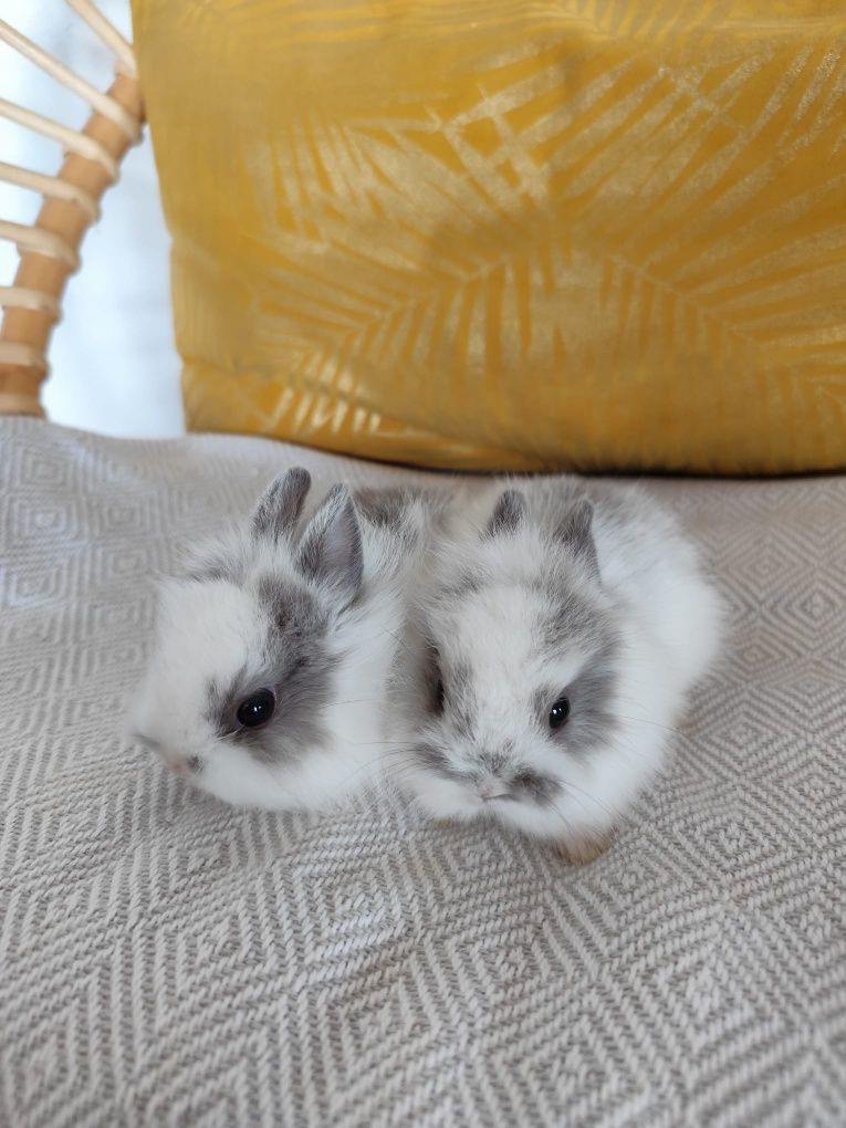 Coelhos  mini Toy holandês