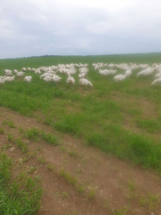 Mięso, gęsina, kury, kurczaki, kaczki, gęsi, perlice, jaja