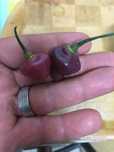 Semente de pimenta cheiro roxa