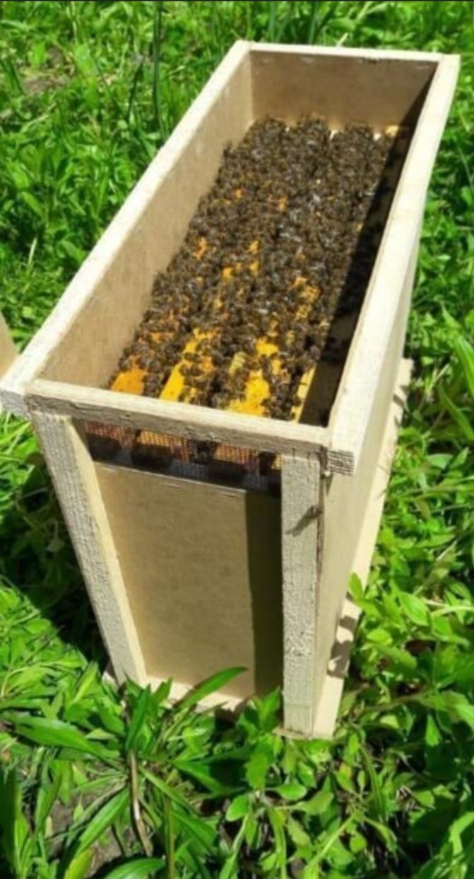 Бджолопакети з власної пасіки