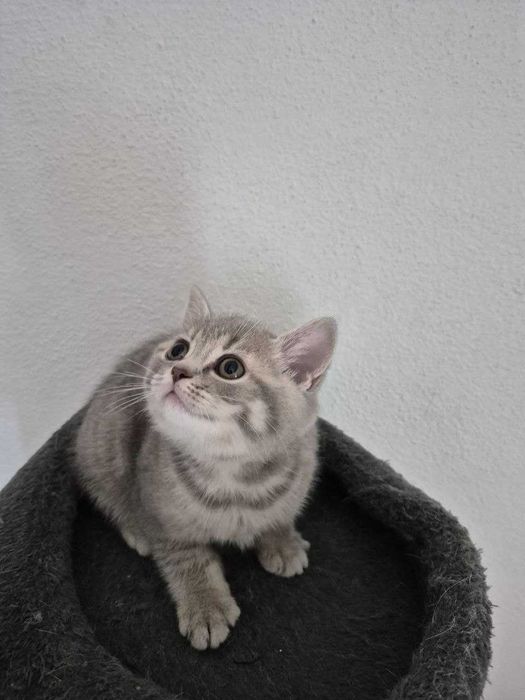 Gatinho "Scotish Straight"