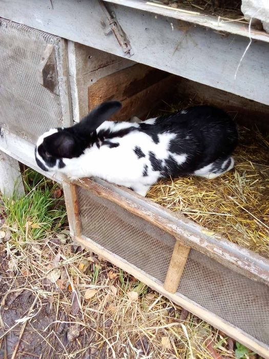Кролі на маточне поголів'я