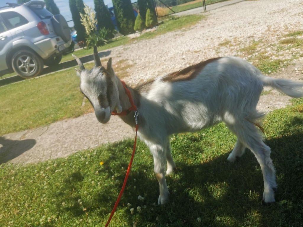 Sprzedam młode kozy