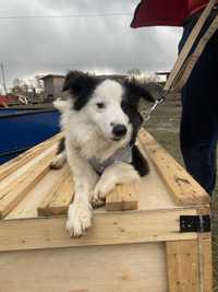 Border Collie.