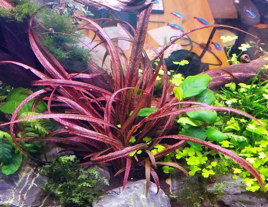 Rośliny do akwarium - Kryptokoryna Cryptocoryne Spiralis Red
