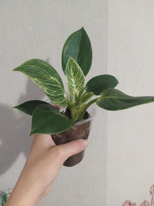 Філодендрон 'Birkin' [Philodendron 'Birkin']