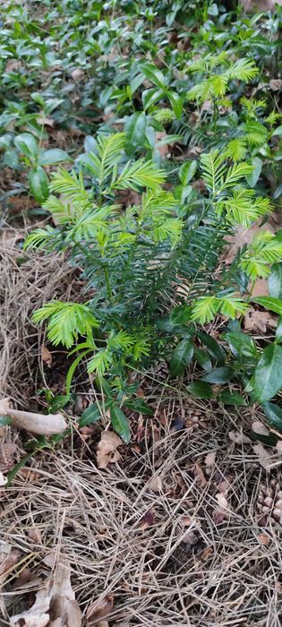 Cis pospolity sprzedam 15-20 cm sadzonka