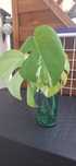 Monstera variegata 3 listny szczyt ukorzeniona