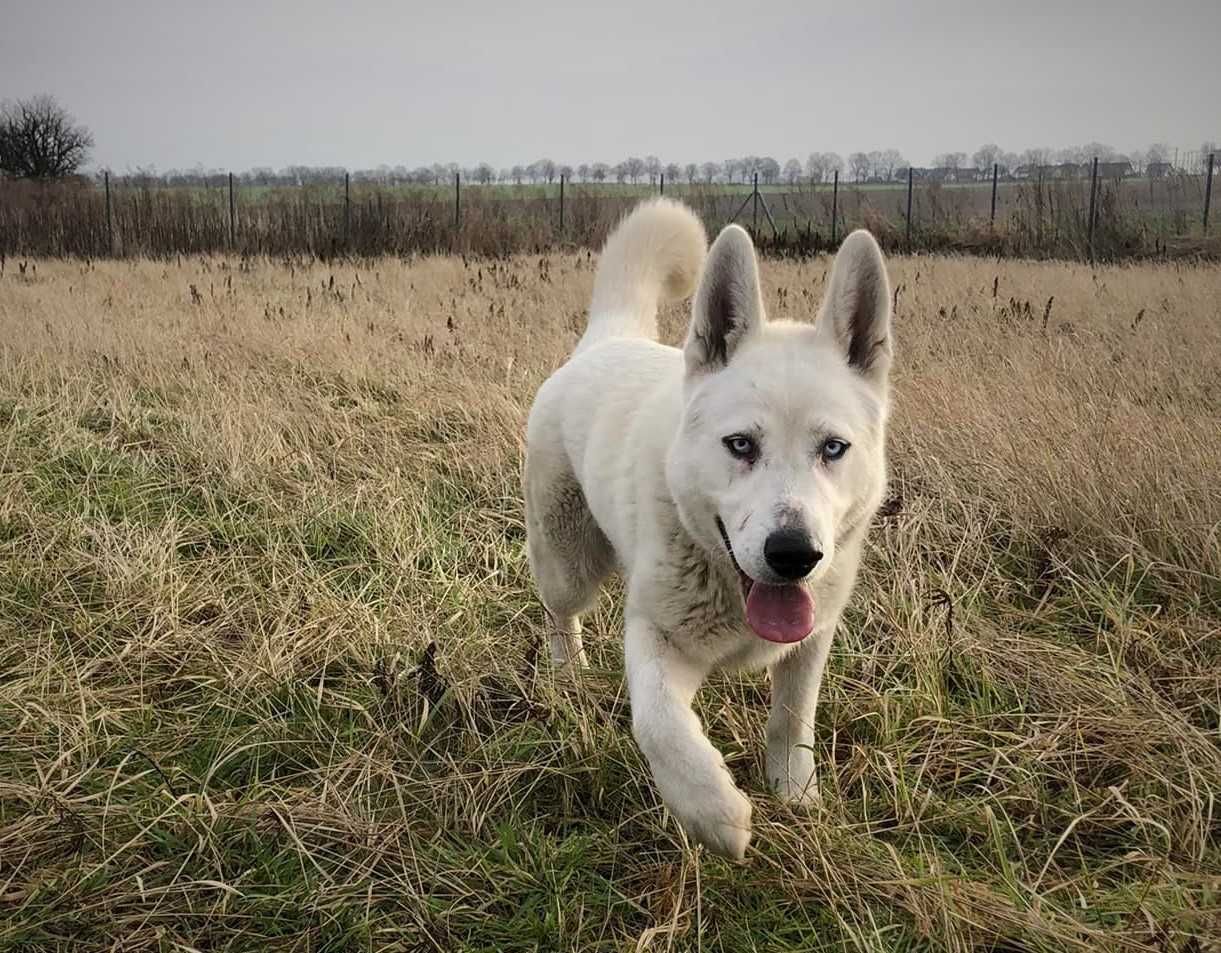 Polar - duży 2,5 letni pies, bardzo lubi ludzi, dla doświadczonych