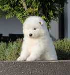 Samojed samoyed szczenię
