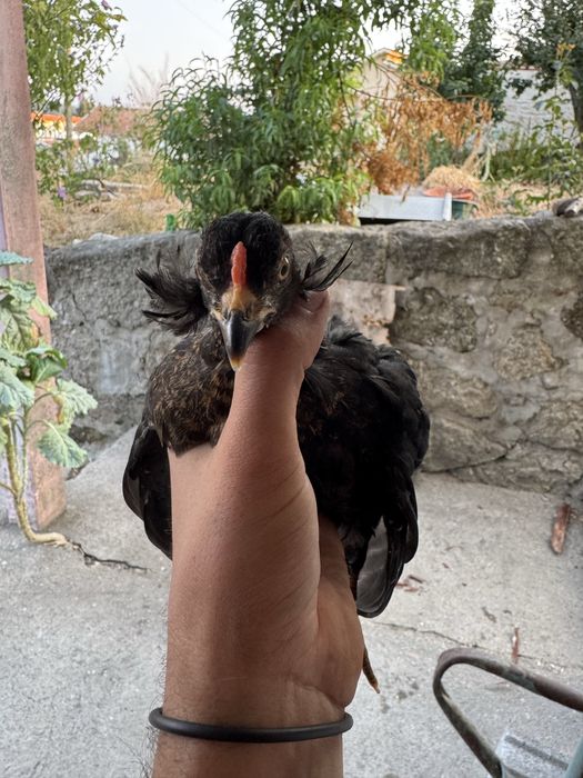 Garnizos de brincos machos