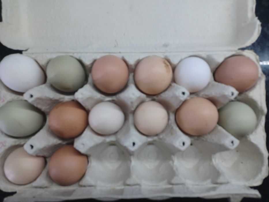 Vendo ovos de galinha galados azuis e outros