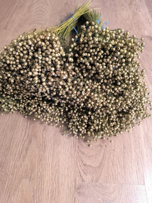 Льон колоски пшениці жита сухоцвіти для декору