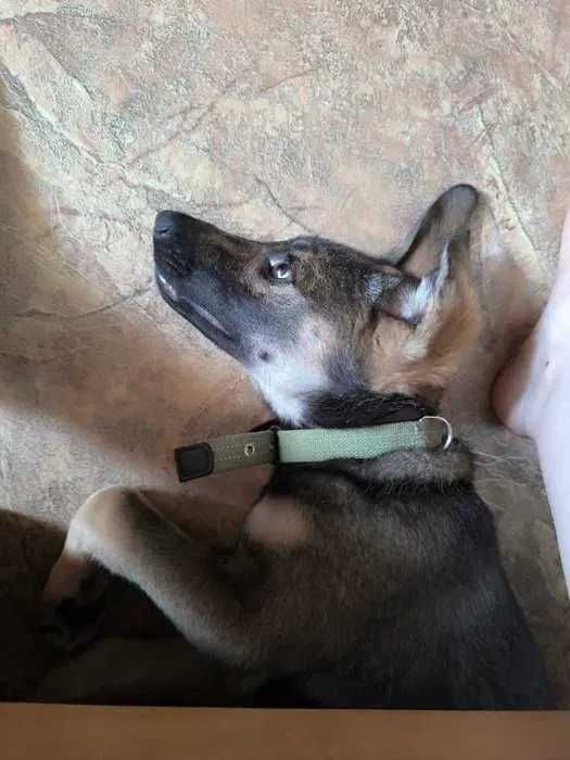 Щенок (мальчик) в хорошие руки