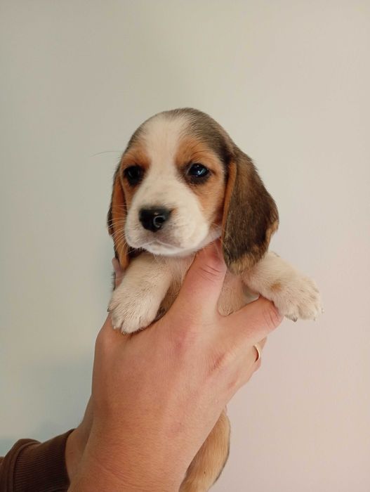 Mala beagle (Figa) szuka domu