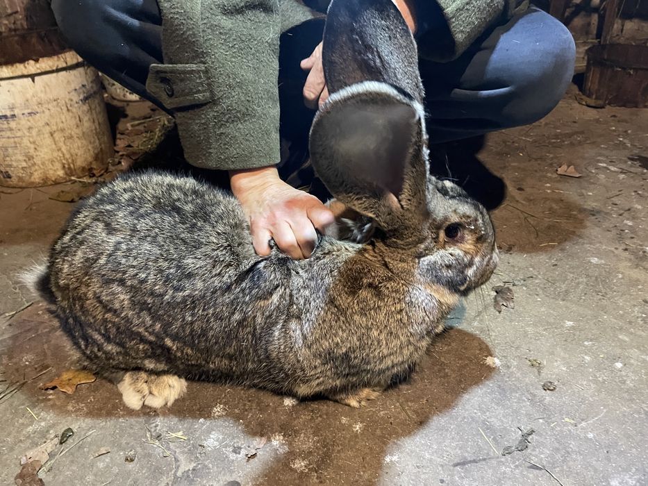 Кролик Бельгийский Великан