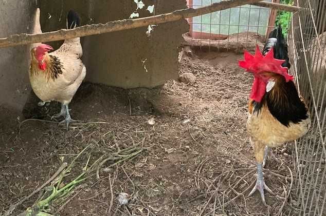 Ovos fecundados e pintos de várias galinhas de raça.