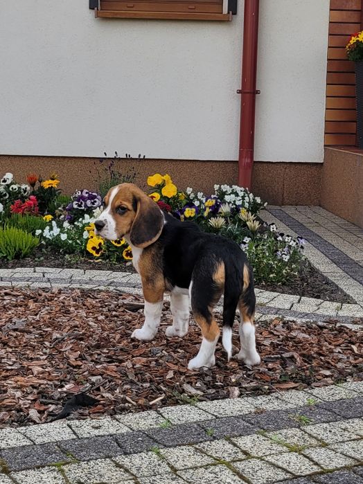 Beagle Szczeniak Zaprasza