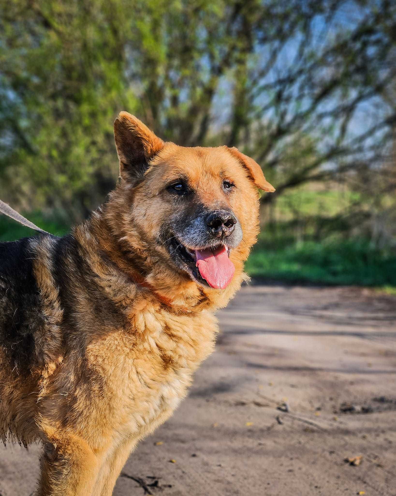 Ringer - staruszek w typie Owczarka Niemieckiego do adopcji 1