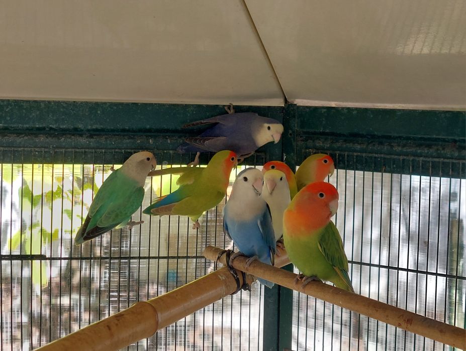 Rosicolies várias mutações