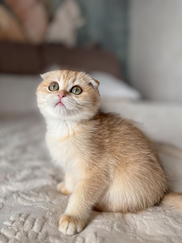 Котобанда шотландських золотих шишилл