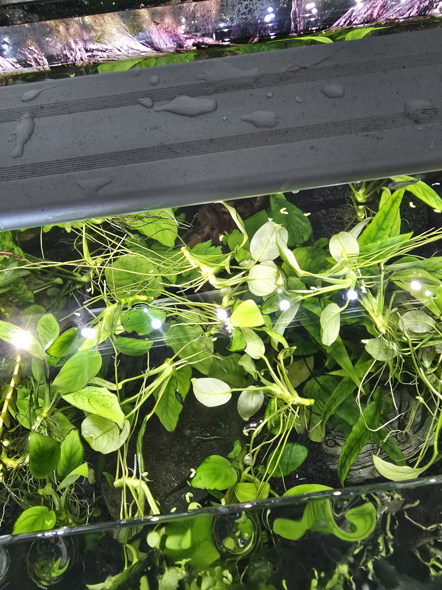 Anubias, sadzonki
