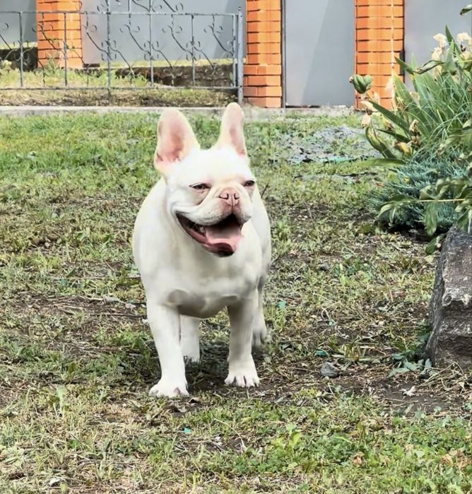 Изабелла тан платина носитель какао и флаффи