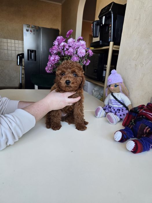 Хлопчики Той пуделя від китайських батьків