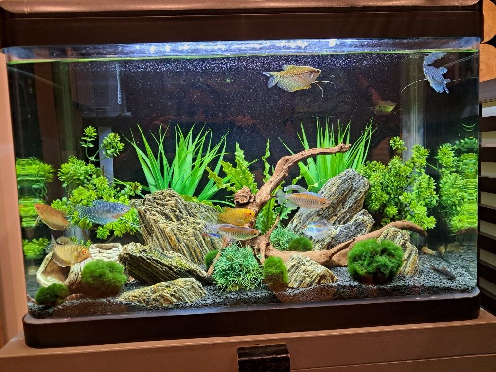 Akwarium 60x40, 72 l