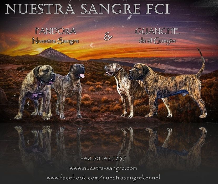 Presa Canario ZKwP(FCI) / Zapowiedź