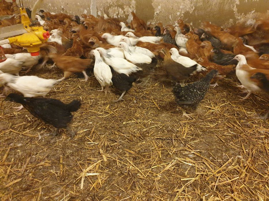 Kurki kokoszki nioski Rosa koorowa młoda na wybieg transport Gratis