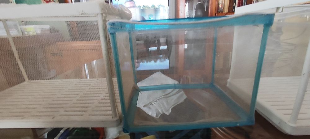 Vendo 5 maternidades de vários tampas