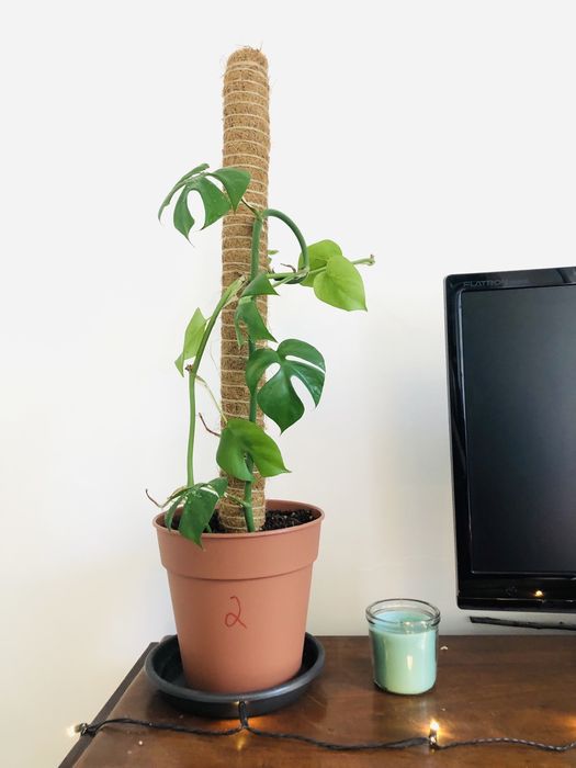 Rhaphidophora tetrasperma | Monstera mínima