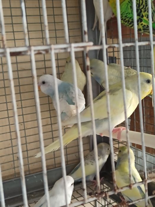 Cedo lote de periquitos australianos