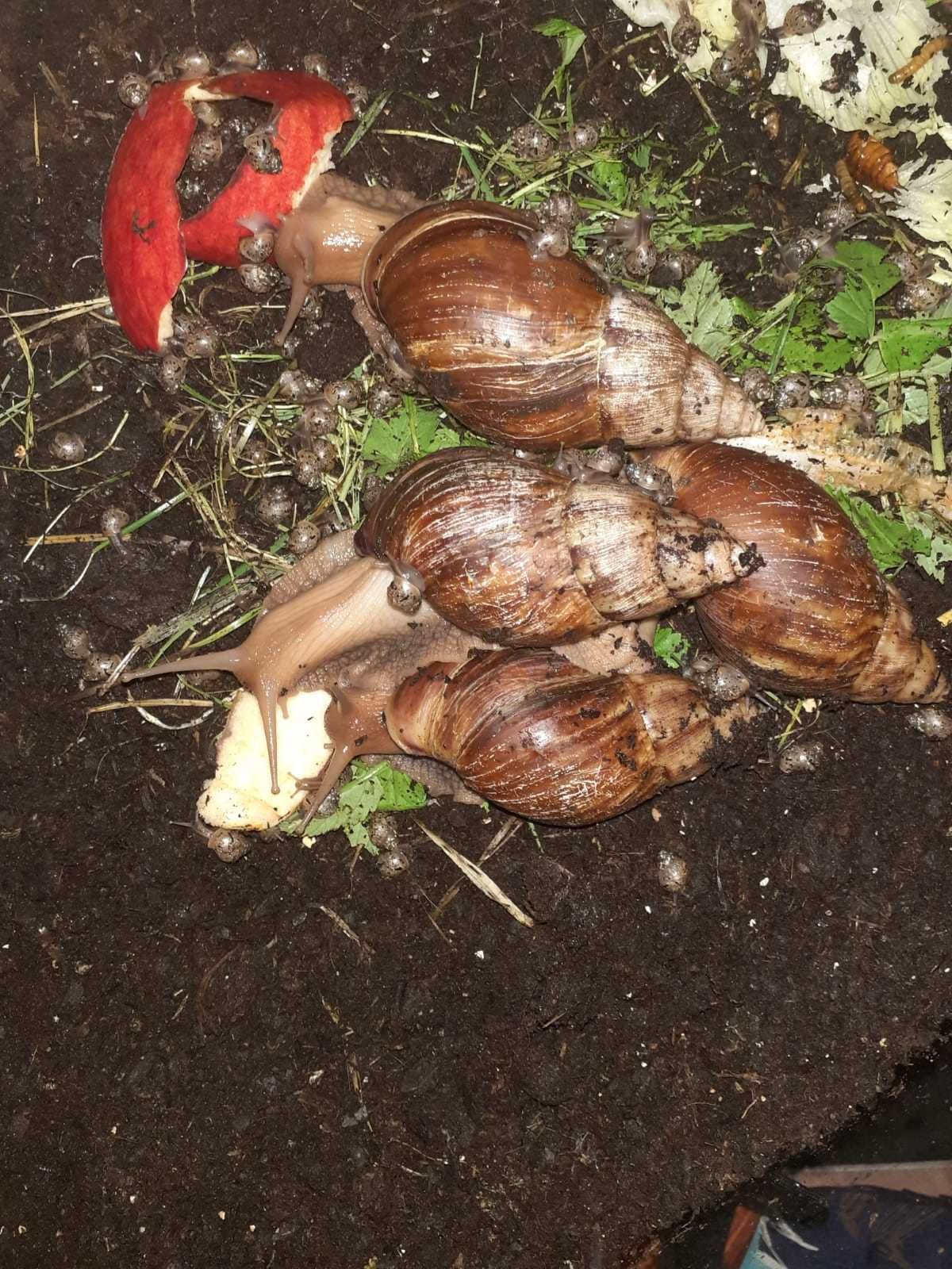 Achatina afrykańskie ślimaki olbrzymy obecnie muszla 2 - 3 cm długości